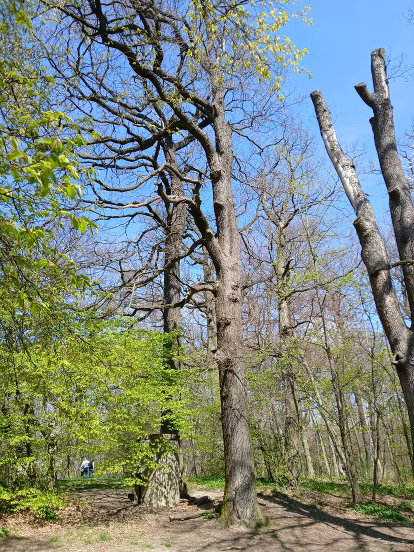 Waldspielplatz Dehnepark 3