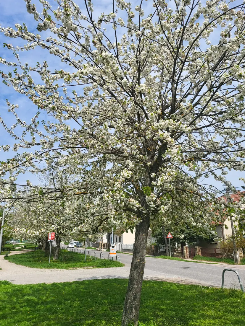 Spielplatz Kirschenallee 4