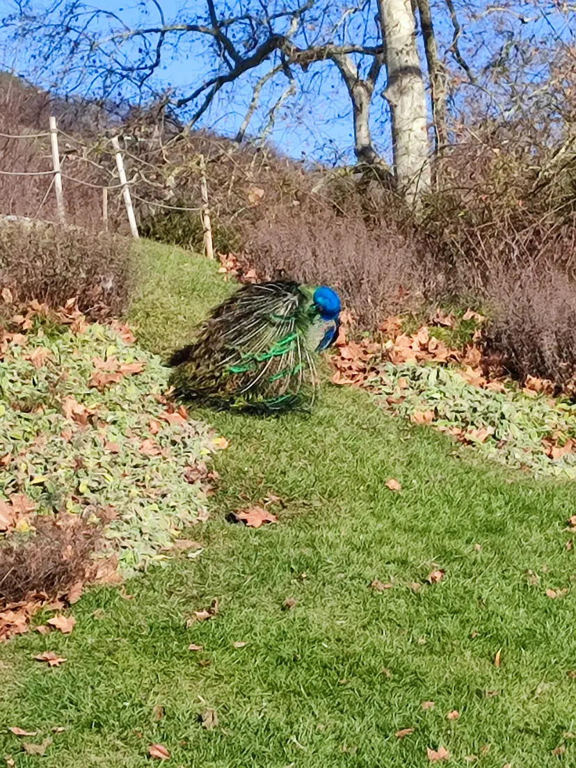 Spielplatz Schloss Eggenberg 4