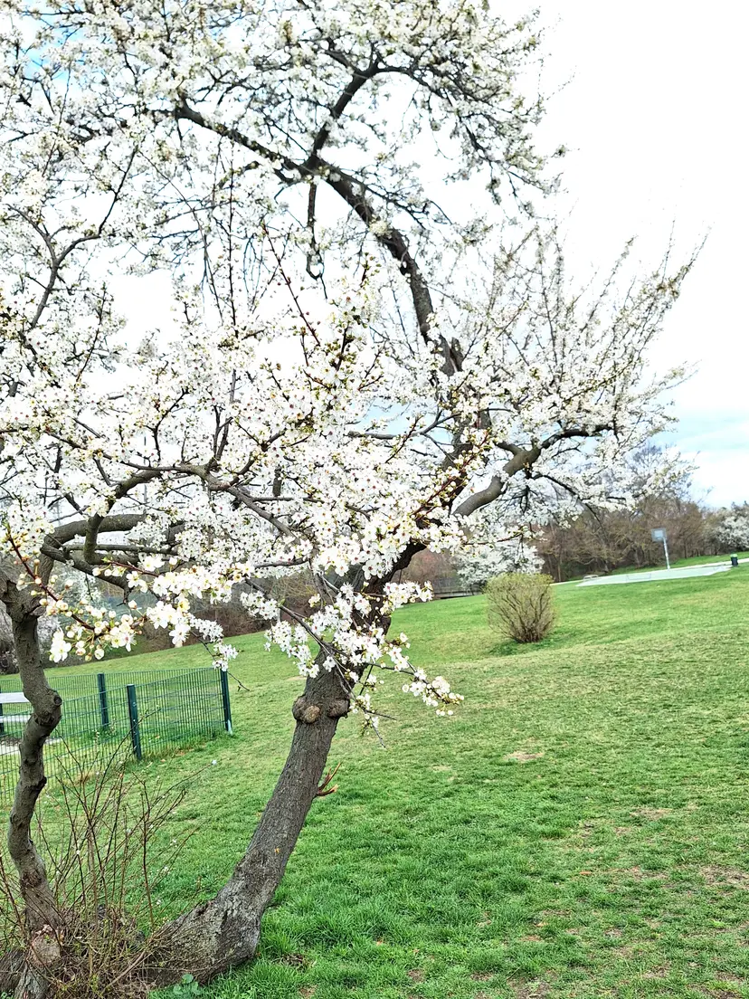 Anna Freud Park 4