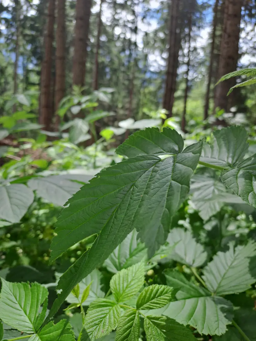 Wald-Spielplatz 4