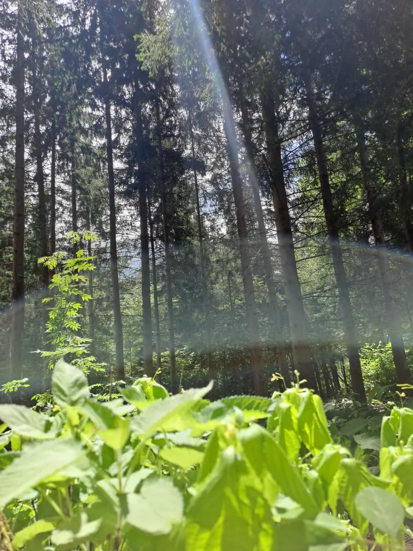 Wald-Spielplatz 6