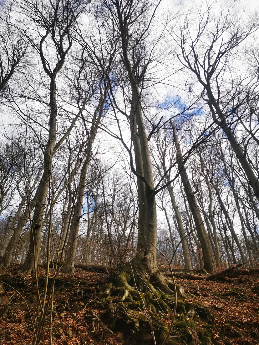 Waldspielplatz Exelbergstraße 6