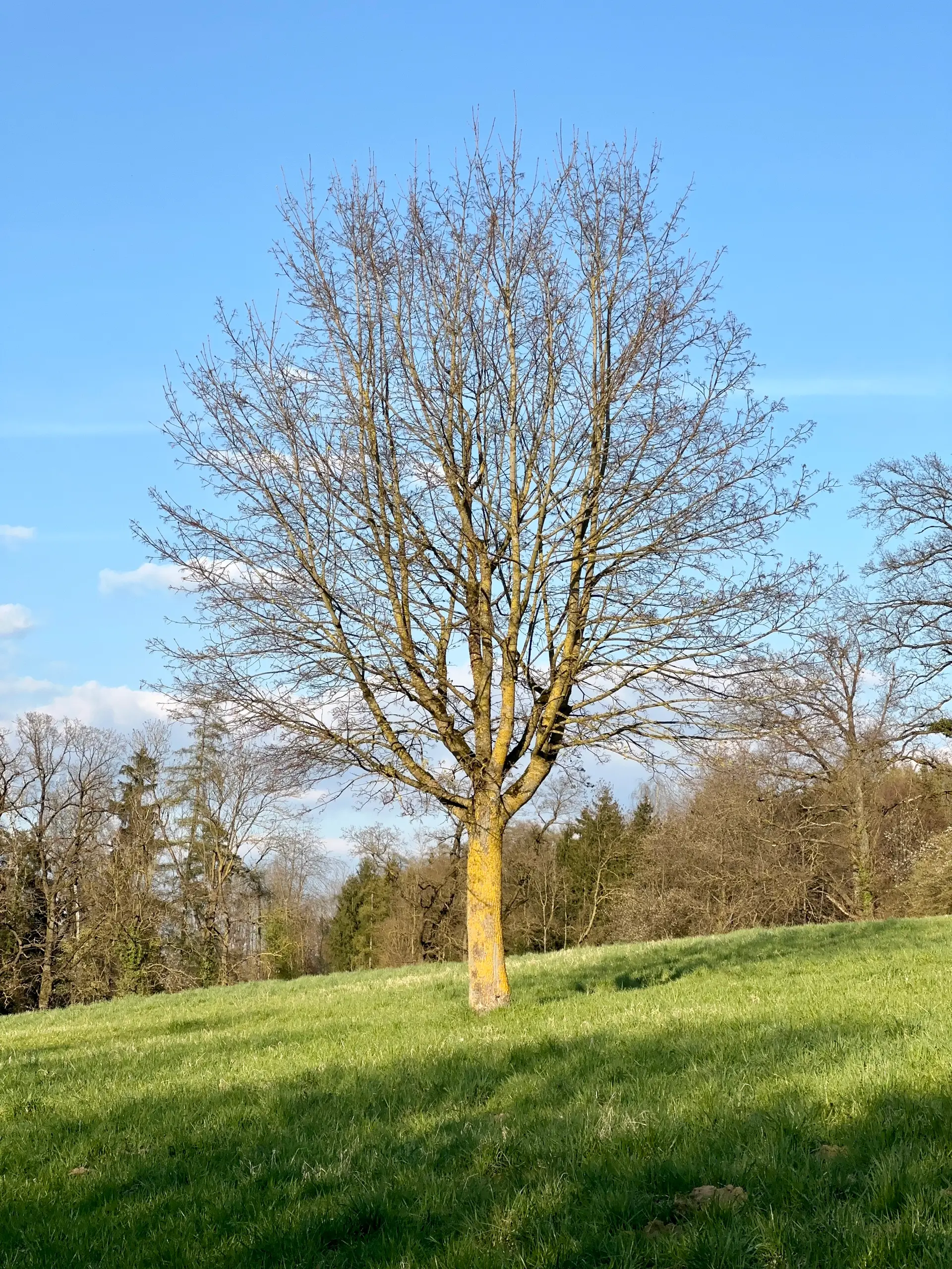 Forest Playground Schiltenberg