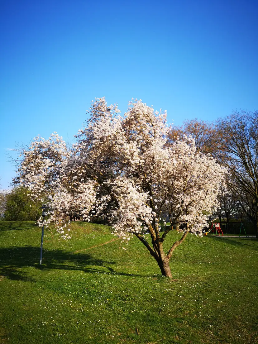 Spielplatz Dunglpark 6