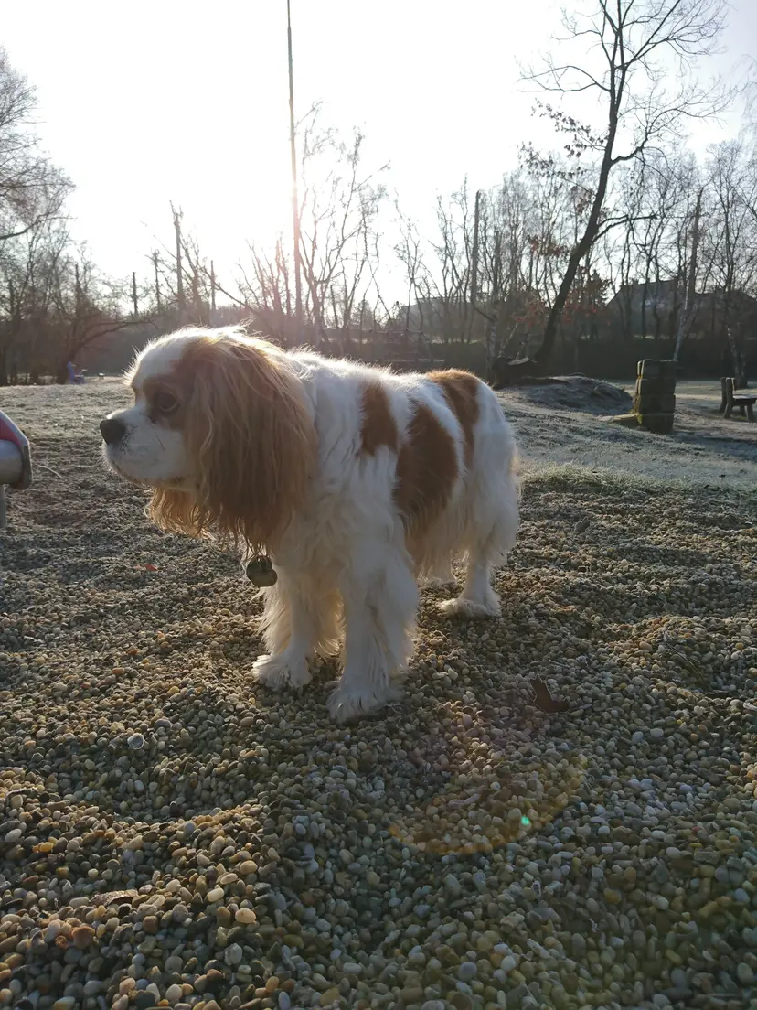 Playground Koksler 3