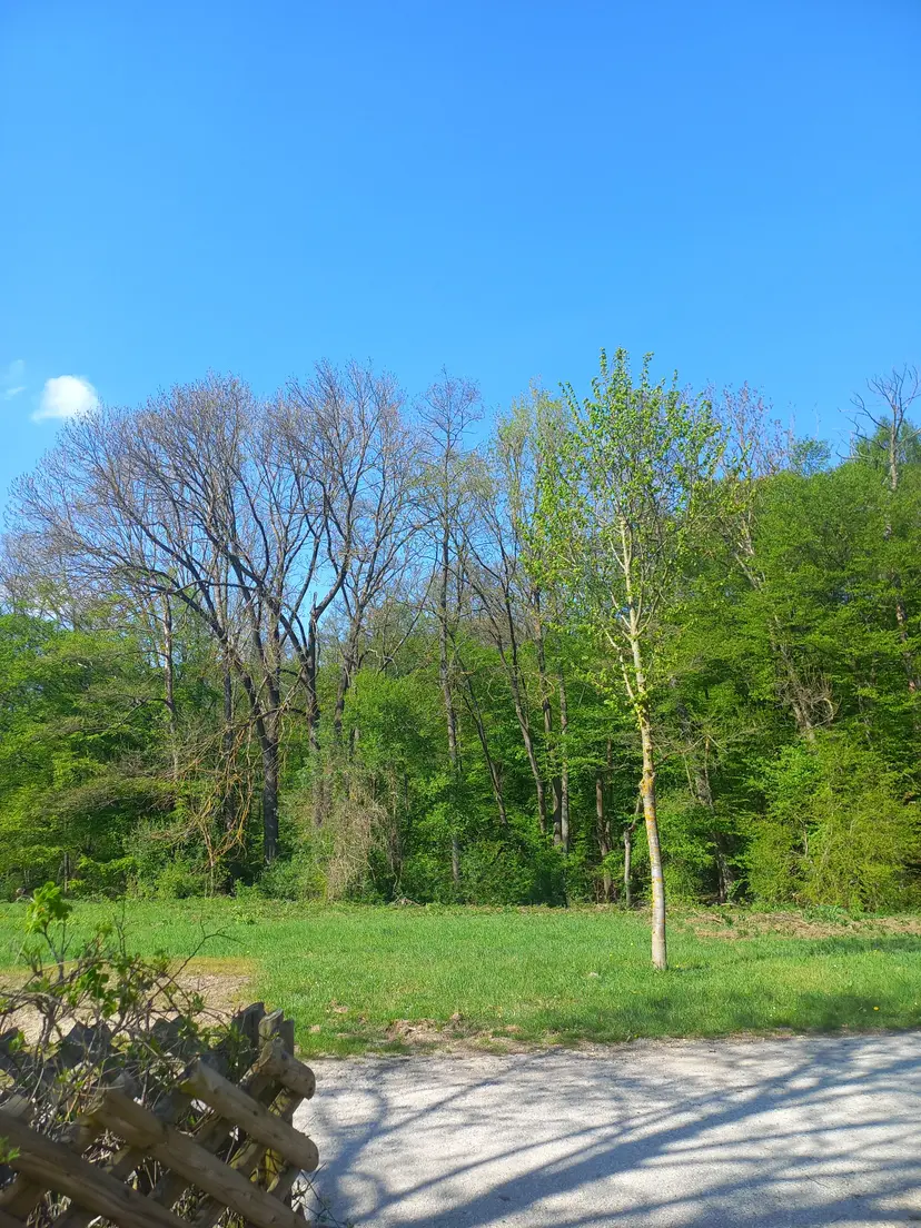 Waldspielplatz Gütenbachtor 3